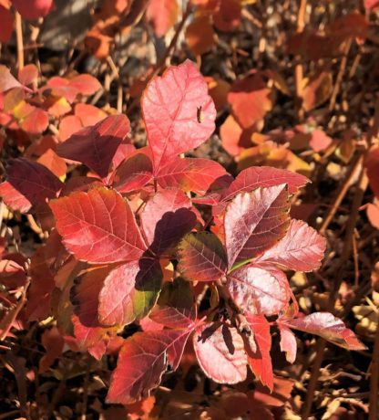 sumac gro low