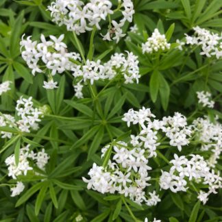 white sweet woodruff