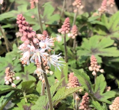 Close-up of green leaves with dark splotch in center and pink spike-like flowers