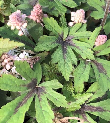 Close-up of green leaves with dark splotch in center and pink spike-like flowers