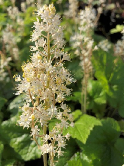 Close-up of white, spike-like flowers