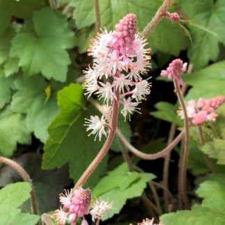 Close-up of pink, spike-like flowers surrounded by green leaves