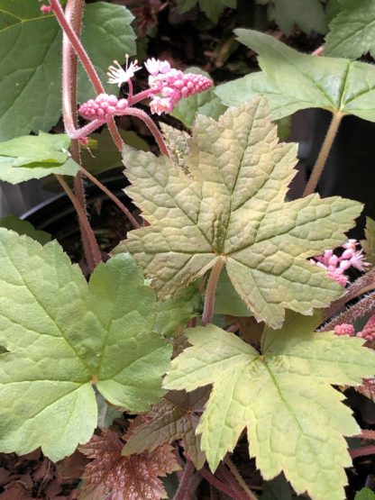 Close-up of green leaves with pink spike-like flower buds