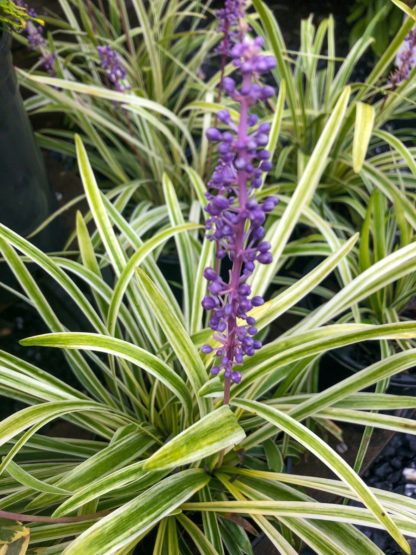 purple variegated liriope flower