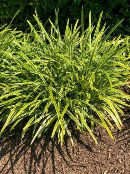 variegated liriope