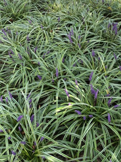 variegated liriope