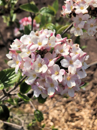 mohawk viburnum