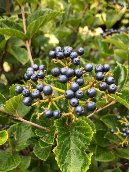 Close-up of bright blue berry cluster surrounded by green leaves