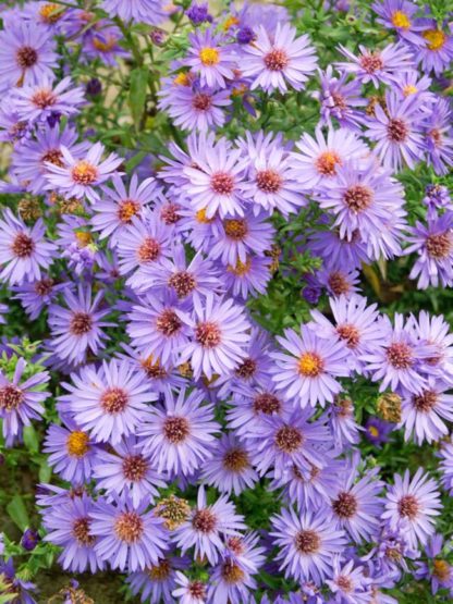 Masses of blue daisy-like wildflowers