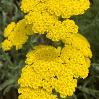 coronation gold yarrow