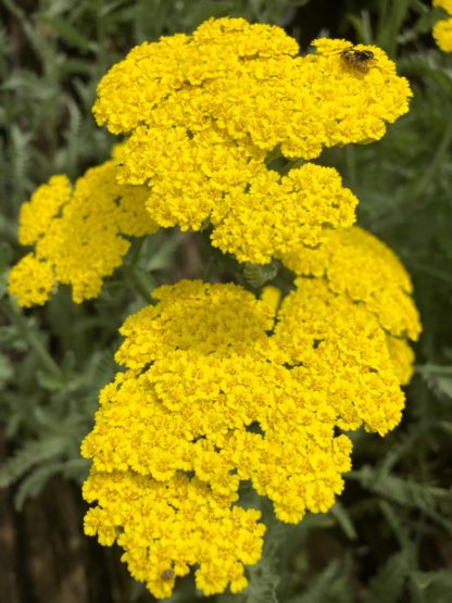 coronation gold yarrow