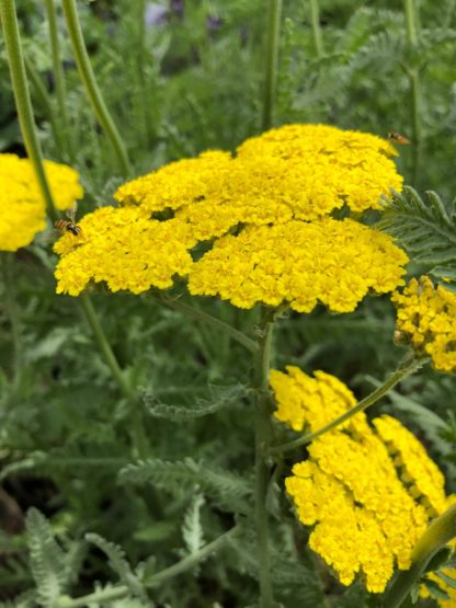 coronation gold yarrow