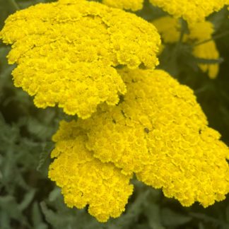 moonshine yarrow