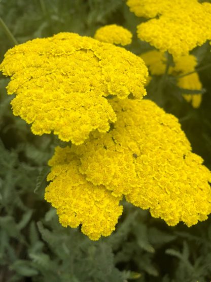 moonshine yarrow