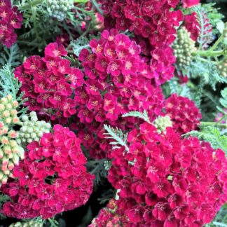 pomegranate yarrow