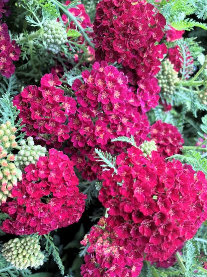 pomegranate yarrow