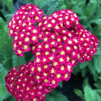 strawberry seduction yarrow