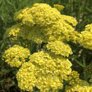 yellow yarrow sunny seduction