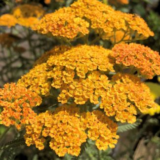 terra cotta yarrow