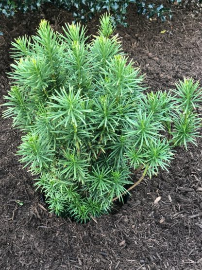 upright yew plum in dark soil