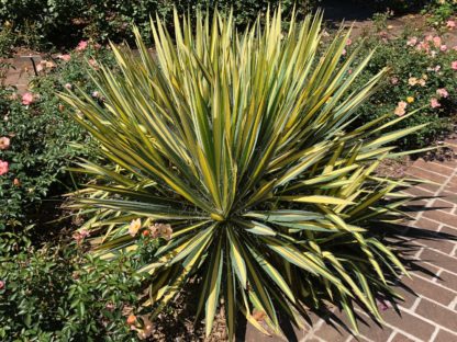 color guard yucca by brick pathway