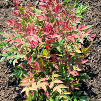 Bamboo-like foliage with shades of red and green leaves on compact shrub in brown mulch