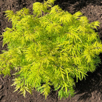 Lacey, bright chartreuse-lemon yellow foliage on shrub planted in brown mulch