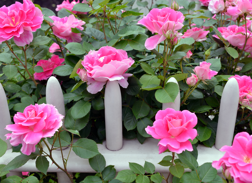 pink knockout roses by white fence
