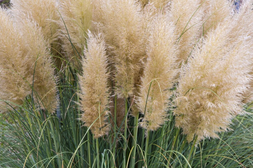 close-up of tan ornamental grass plumes